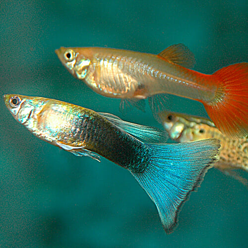 Guppy