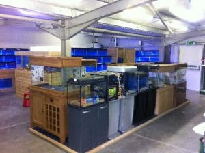 Aquariums in Retail Store