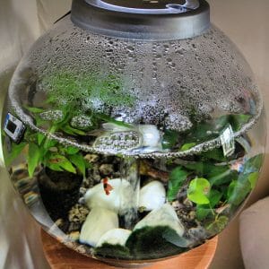 Condensation in Aquarium