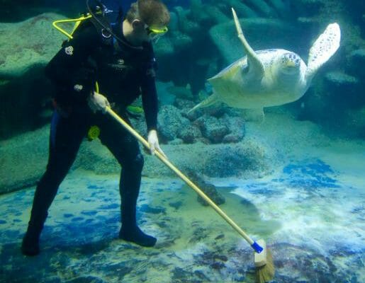 Cleaning an aquarium