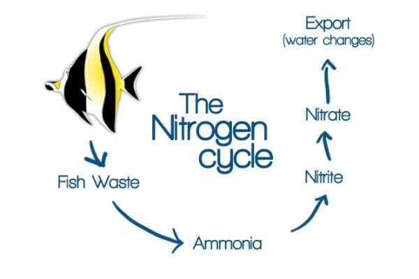 Aquarium Nitrogen Cycle