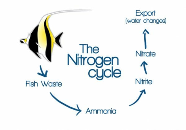 Aquarium Nitrogen Cycle
