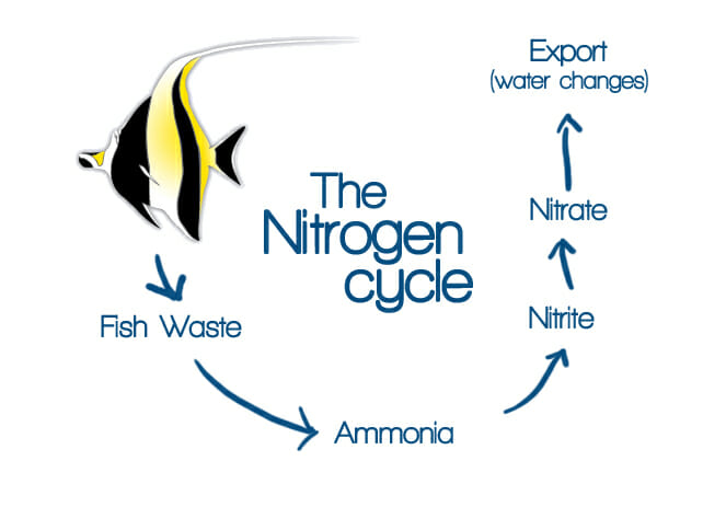 Aquarium Nitrogen Cycle