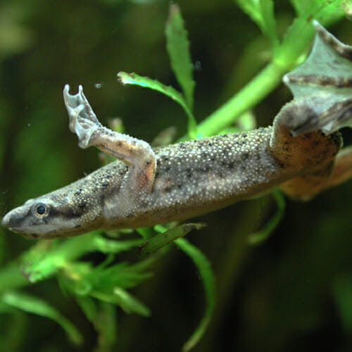 African Dwarf Frog