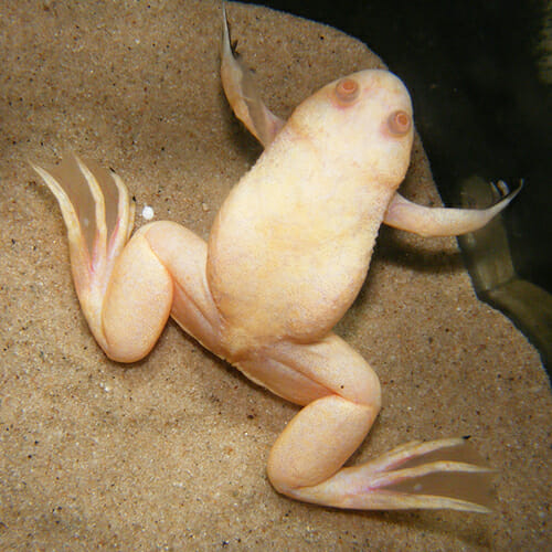 Albino African Clawed Frog