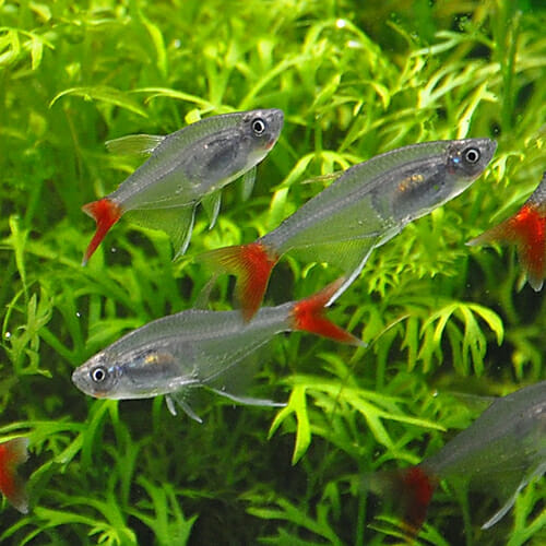 Bloodfin Tetra