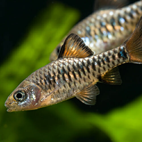 Checkered Barb