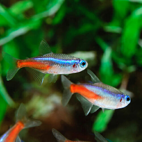 Neon Tetra