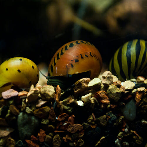 Nerite Snail