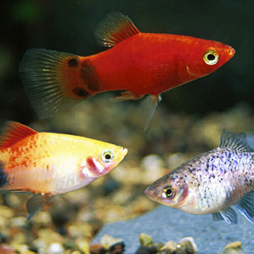 Platy