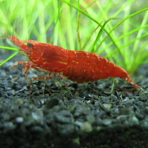 Red Cherry Shrimp