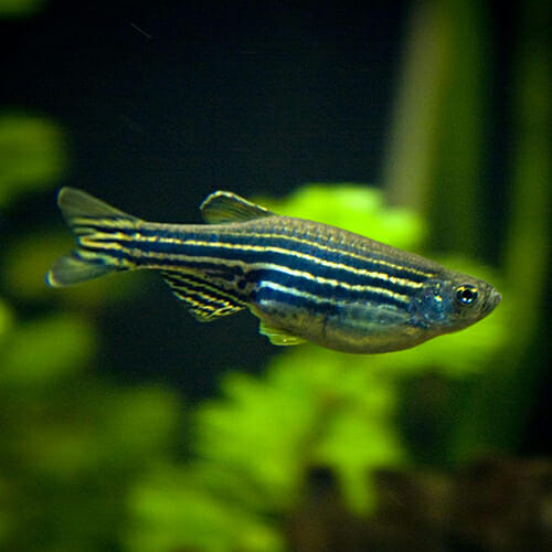 Zebrafish