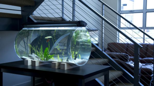 Fish Tank not for Sale